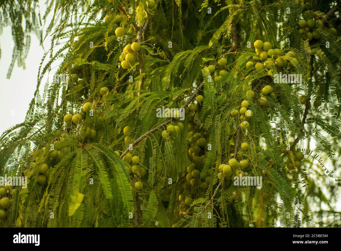 Indian gooseberry, Malacca tree or amla from Sanskrit amalika, is a deciduous tree of the family Phyllanthaceae. Stock Photo