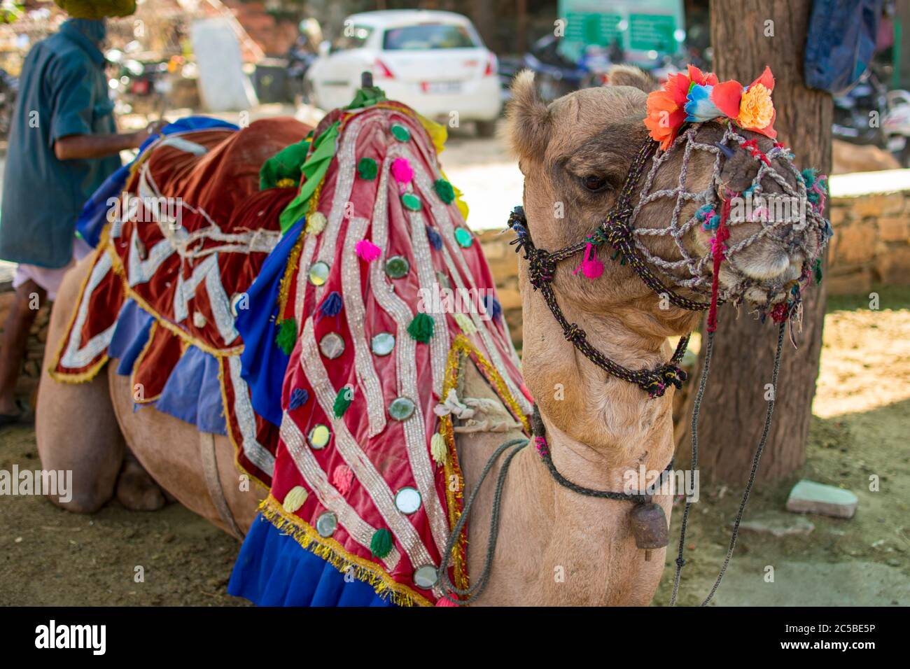 The camel is part of the landscape of Rajasthan; the icon of the desert