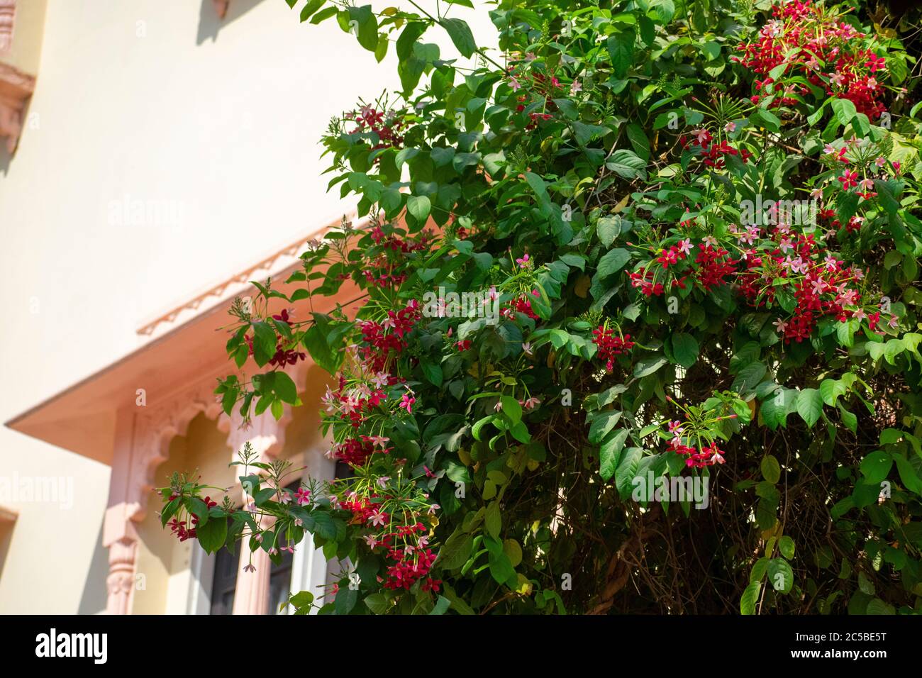 rangoon creeper, and combretum indicum is a vine with red flower clusters and is found in asia Stock Photo