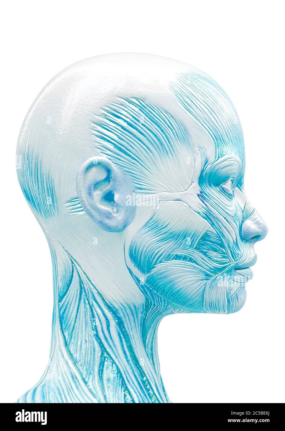 Female Head Muscles Anatomy Side View Stock Photo - Download Image Now -  Mannequin, White Color, Human Head - iStock