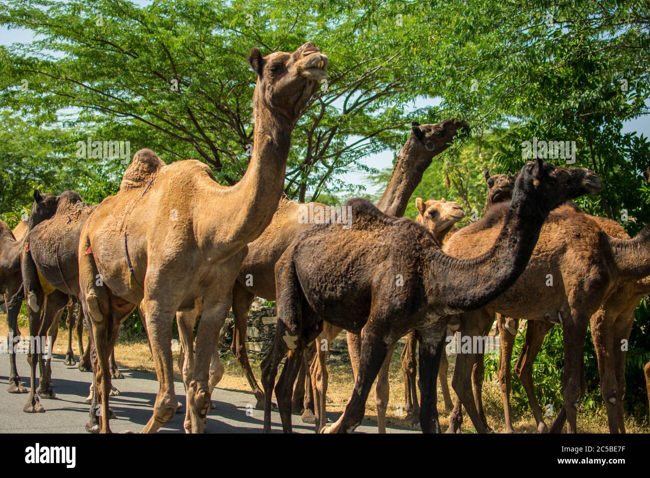 The camel is part of the landscape of Rajasthan; the icon of the desert state, part of its cultural identity, and an economically important animal for Stock Photo - Alamy The camel is part of the landscape of Rajasthan; the icon of the desert state, part of its cultural identity, and an economically important animal for Stock Photo - Alamy