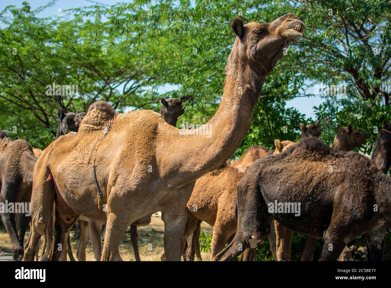 The camel is part of the landscape of Rajasthan; the icon of the desert state, part of its cultural identity, and an economically important animal for Stock Photo - Alamy The camel is part of the landscape of Rajasthan; the icon of the desert state, part of its cultural identity, and an economically important animal for Stock Photo - Alamy