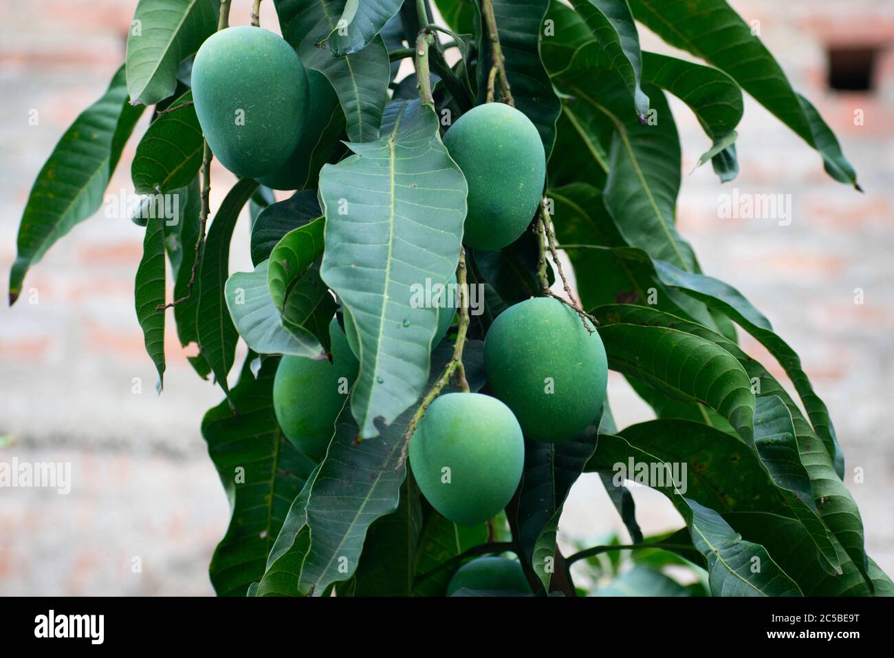 Mango tree wood hires stock photography and images Alamy