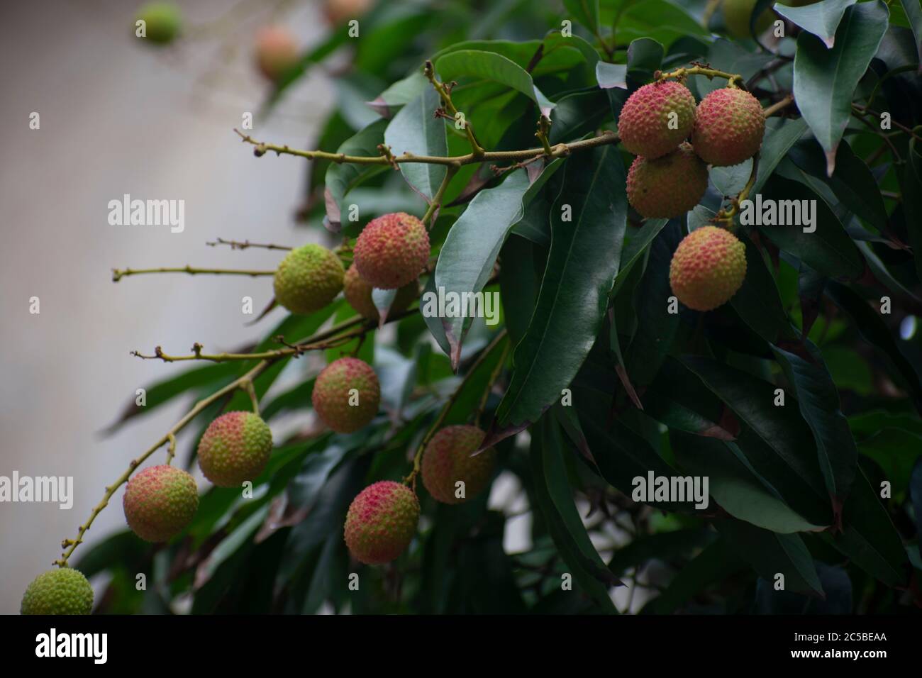 Lychee is the sole member of the genus Litchi in the soapberry family, Sapindaceae Stock Photo