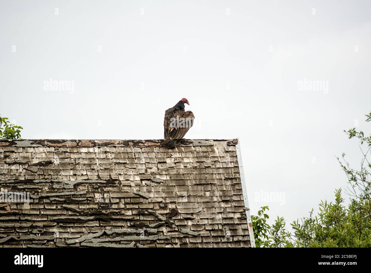 Turkey vulture (Cathartes aura) sitting on a decaying tiled barn roof