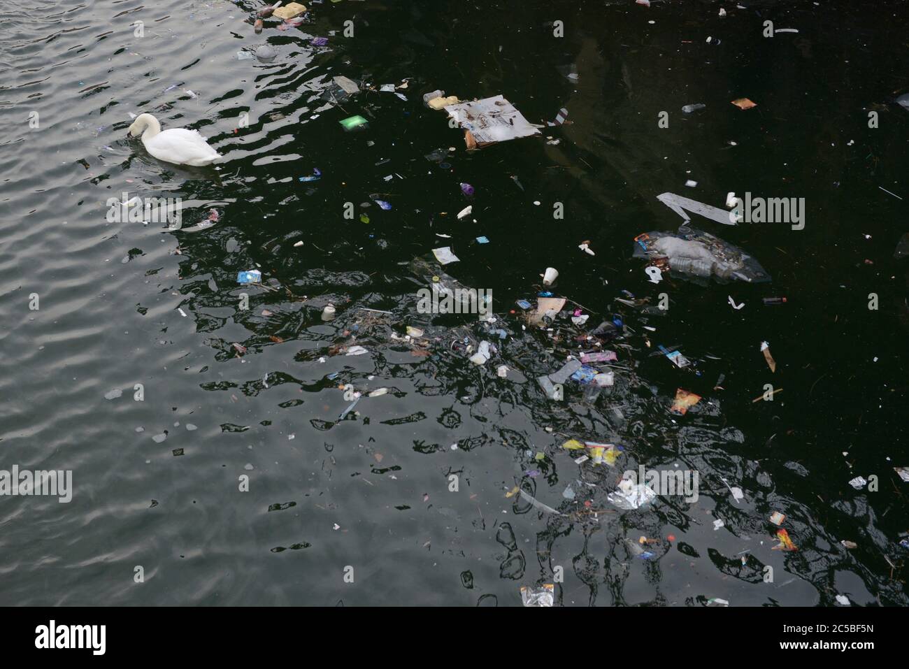 Swan looks down into murky water as swims away from a dense floating patch of litter and rubbish. Further, a dead pigeon floats too at the top. Stock Photo