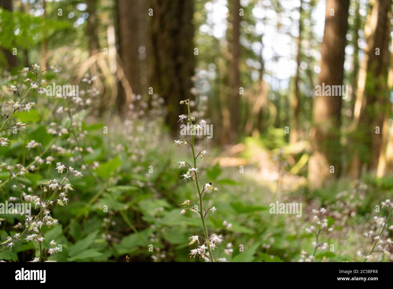 Rain forest wild flower hi-res stock photography and images - Alamy