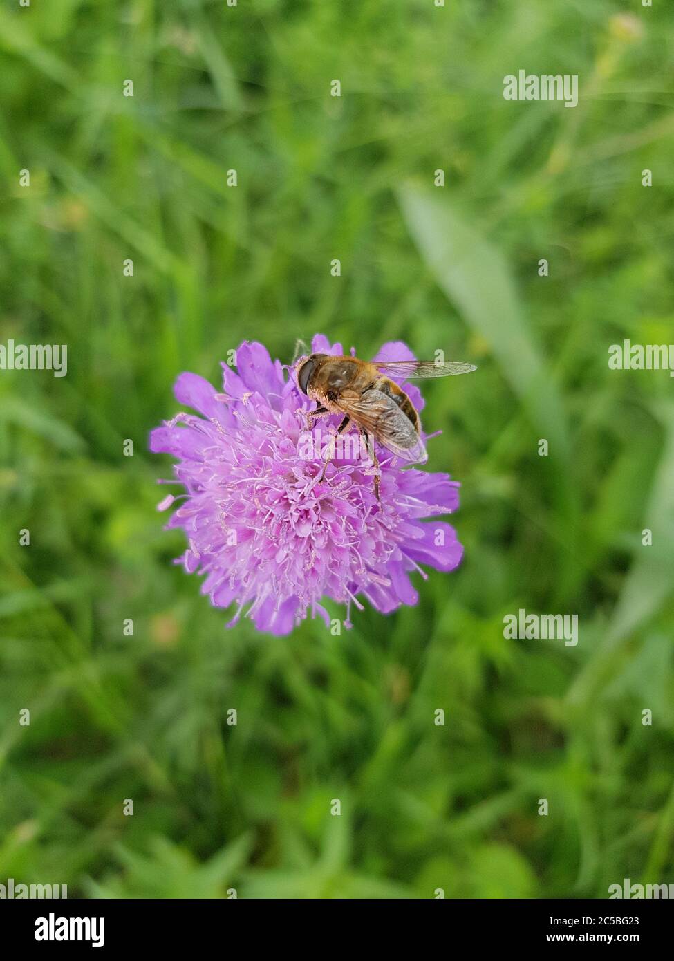 Bee Upclose High Resolution Stock Photography and Images - Alamy