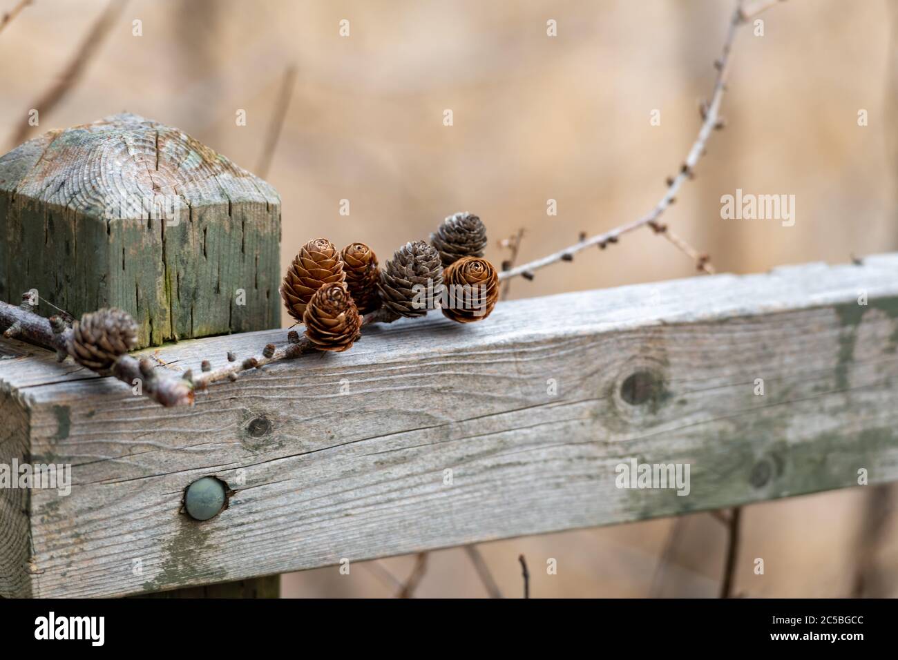 A douglas fir tree branch laying on a wooden fence paling near a fence post. Stock Photo