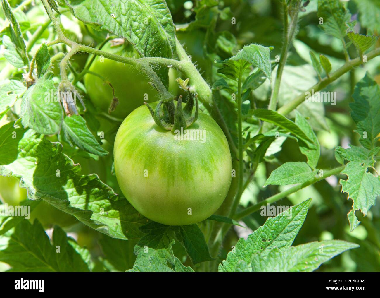 Green tomato growing on the vine, close up Stock Photo - Alamy