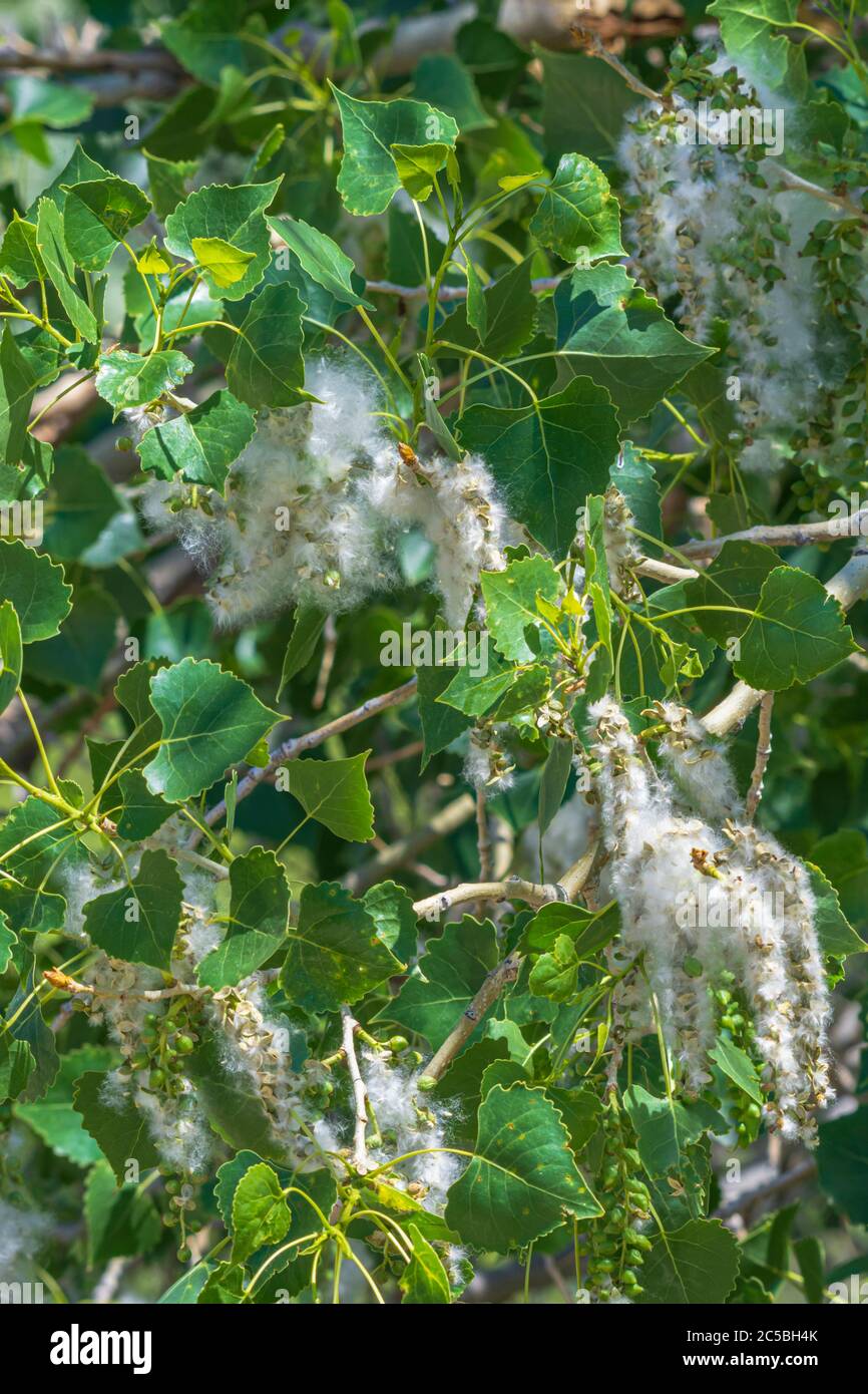 Cottonwood tree seeds hi-res stock photography and images - Alamy