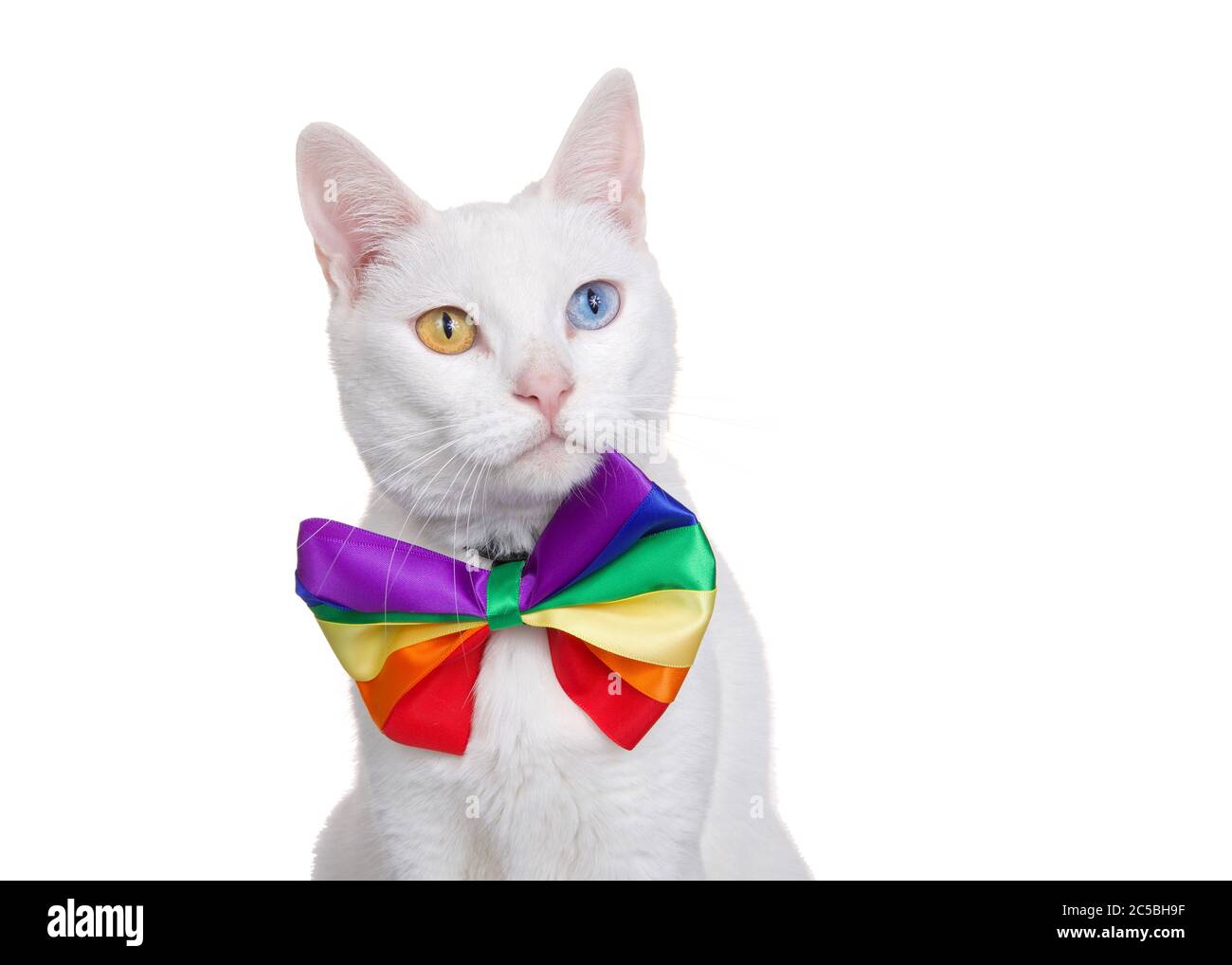 Portrait of a white khao Manee cat with heterochromia wearing a rainbow colored bow tie looking slightly to viewers right, isolated on white. Gay Prid Stock Photo