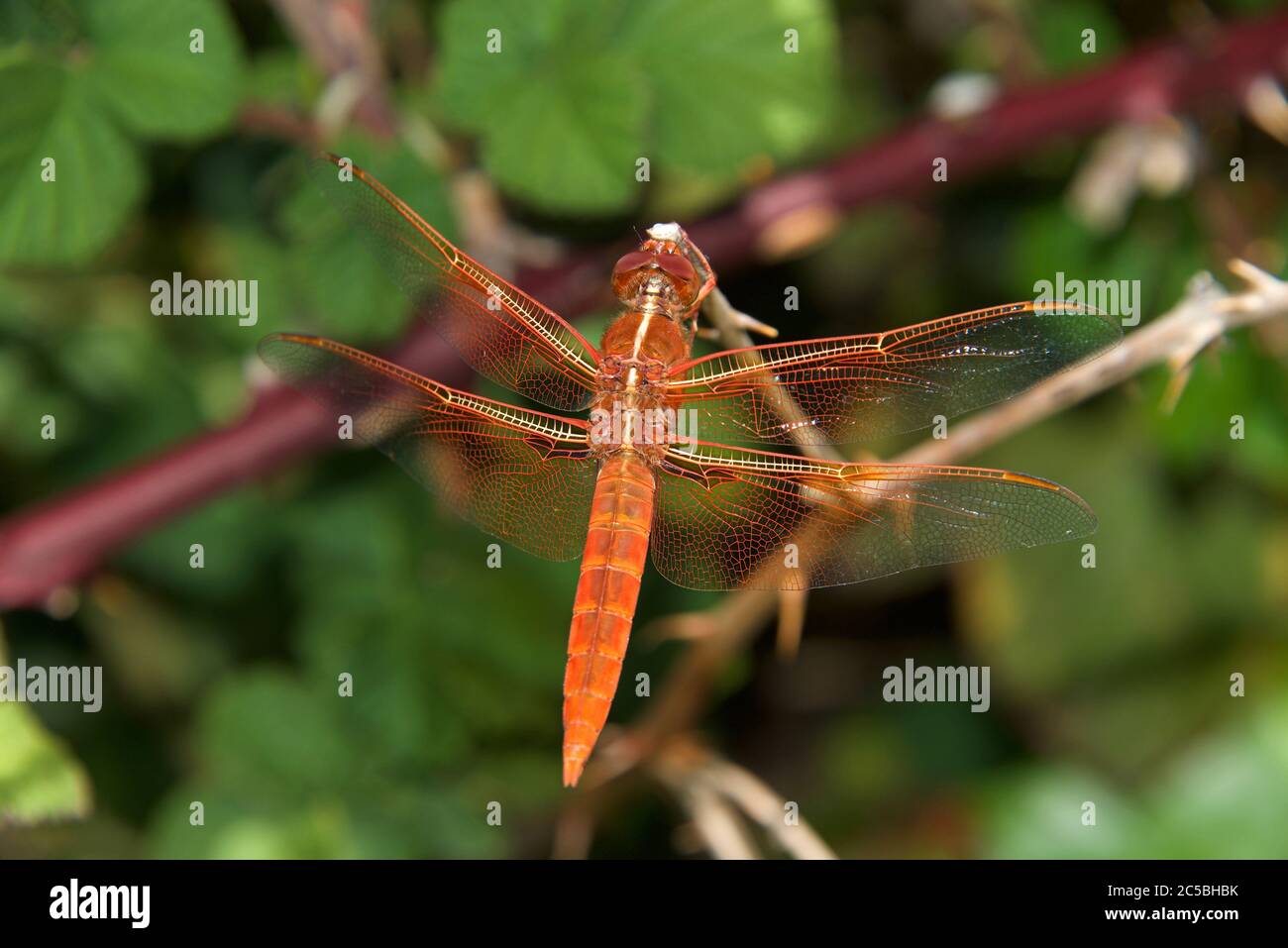 Close up of a flame skimmer or firecracker skimmer, a common dragonfly