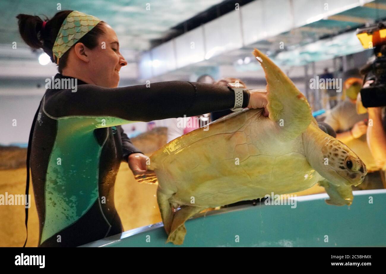 Image showcasing St. Louis, United States. 01st July, 2020. St. Louis Aquarium diver ...