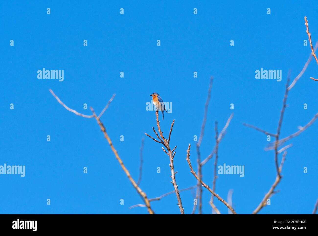 Eastern Bluebird in the Early Spring in Midewin National Tallgrass Prairie in Wilmington, Illinois Stock Photo