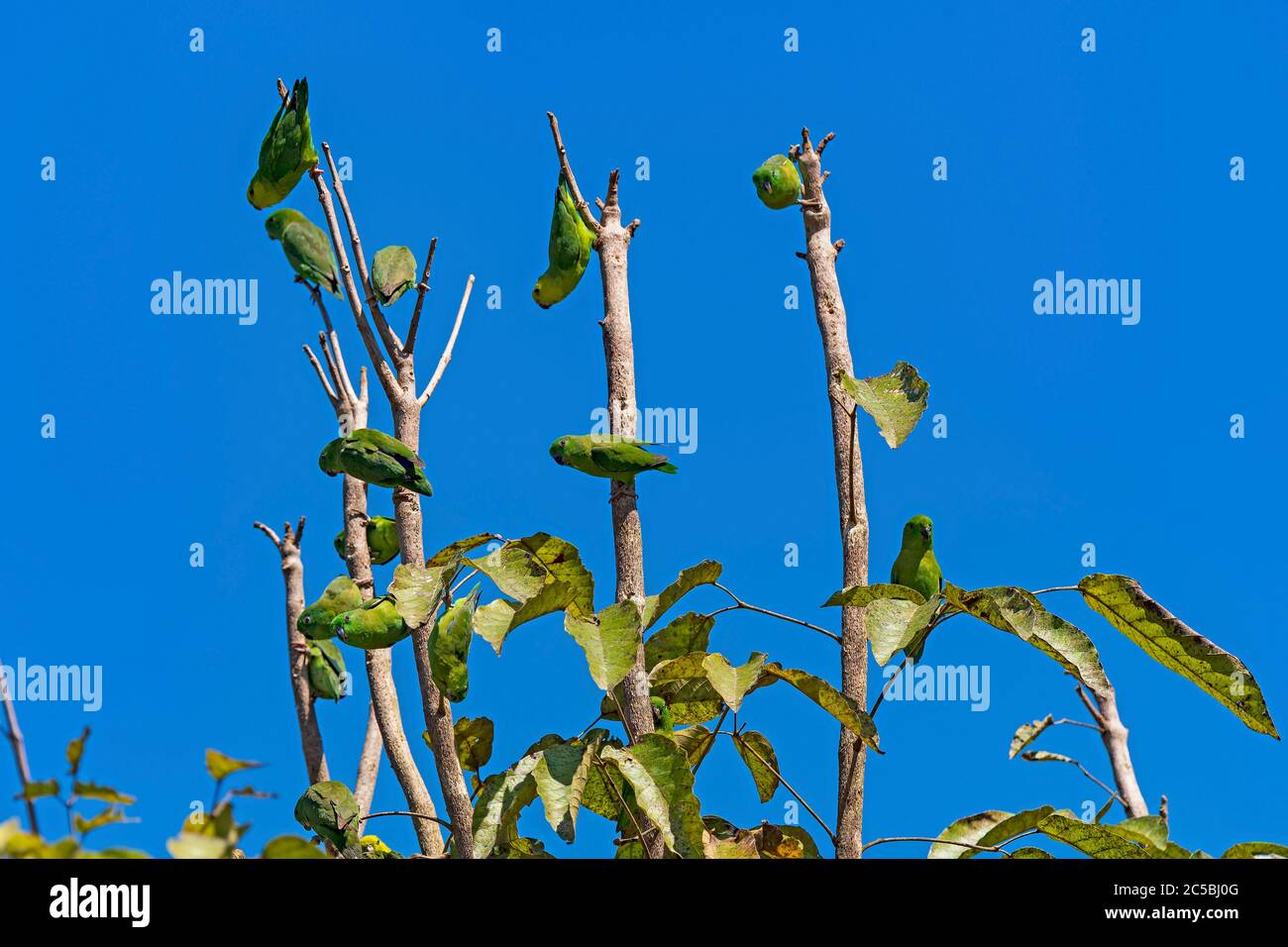Dusky Billed Parrotlet Swarming a Tropical Tree Near Alta Floresta, Brazil Stock Photo