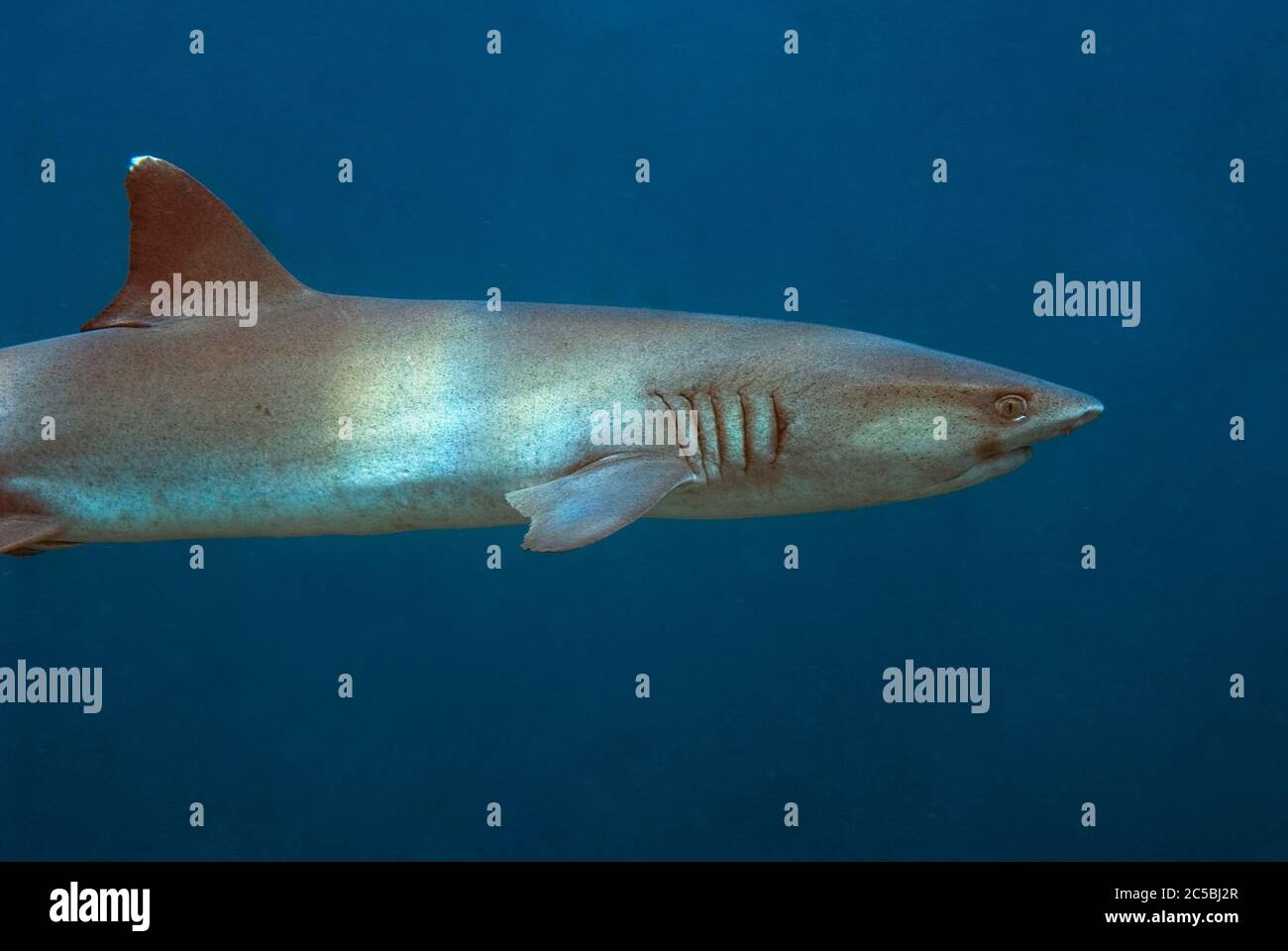 White-tip Reef Shark, Triaenodon obesus, Midreef dive site, Sipadan island, Sabah, Malaysia, Celebes Sea Stock Photo