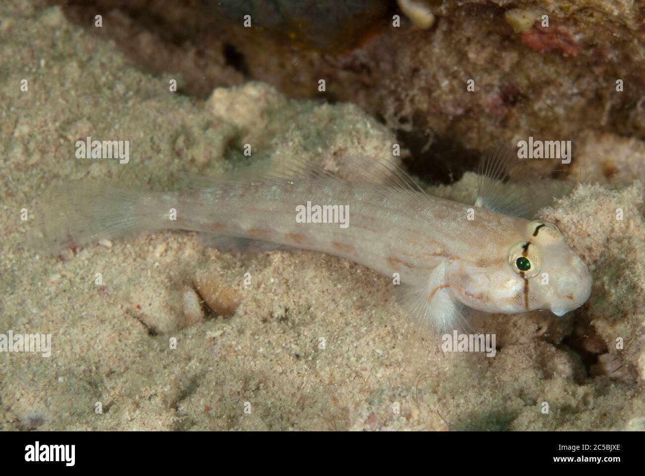 Eyebar Goby, Gnatholepsis anjerensis, Turtle Patch dive site, Sipadan Island, Sabah, Malaysia, Celebes Sea Stock Photo