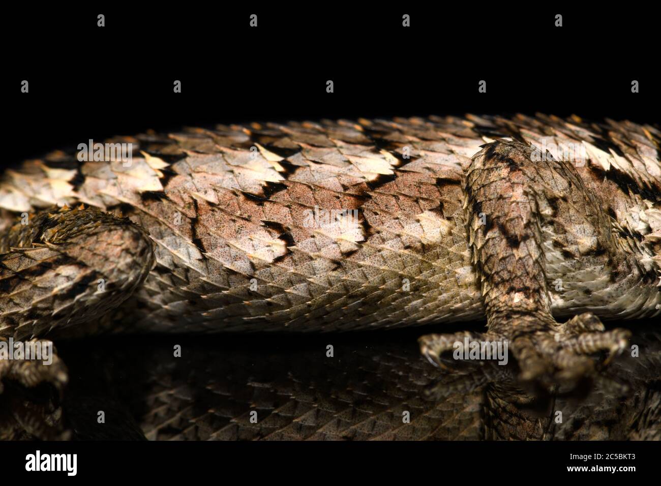 Texas spiny lizard (Sceloporus olivaceus) On black close-up side view of mid-section scales Stock Photo