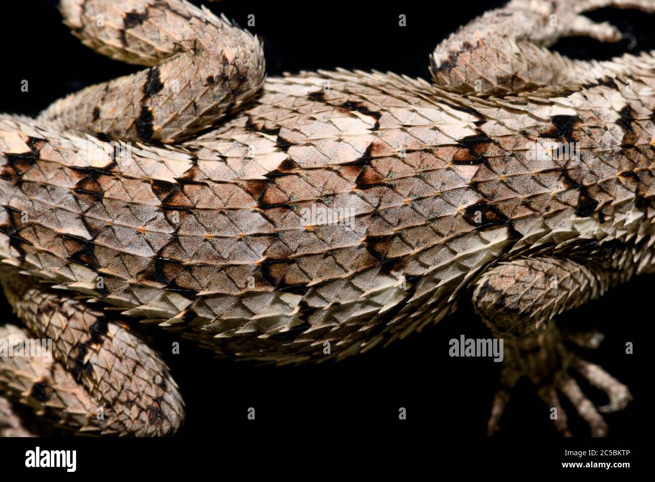 Texas spiny lizard (Sceloporus olivaceus) On black close-up top view of scales Stock Photo