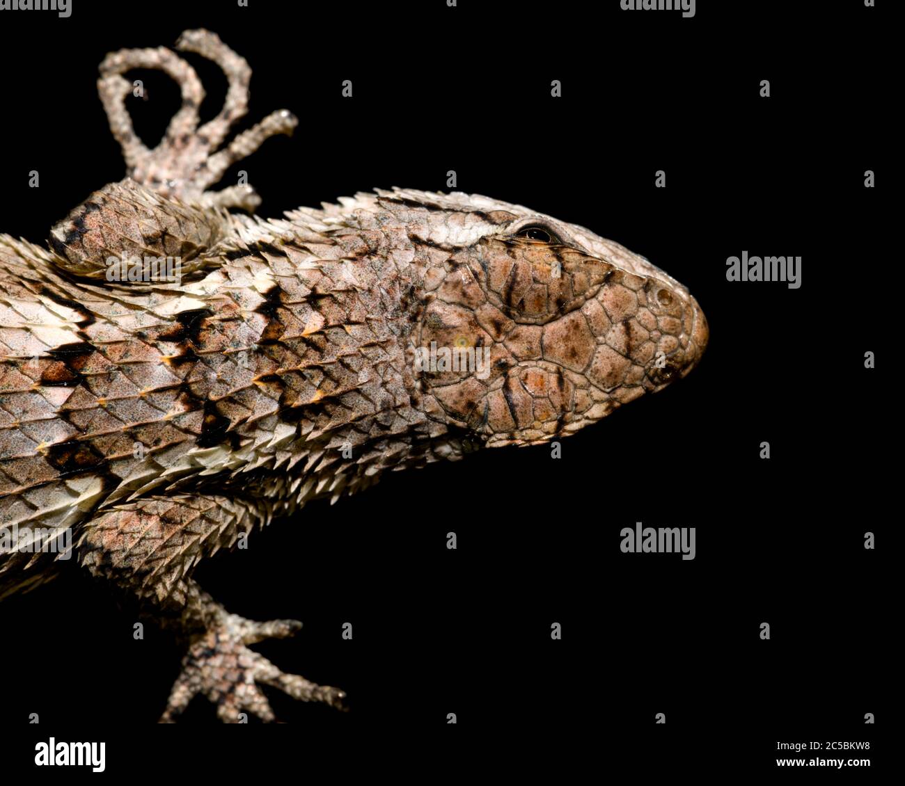 Texas spiny lizard (Sceloporus olivaceus) On black close-up top view of head Stock Photo