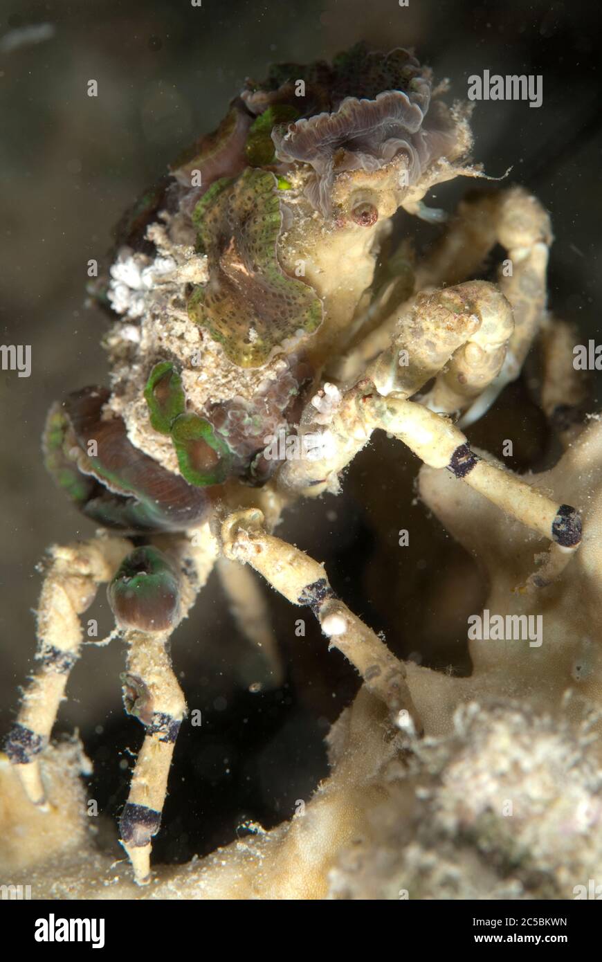 Corallimorph Decorator Crab, Cyclocoeloma tuberculata, camouflaged with Corallimorph coral, Discosomatidae Family, night dive, Paradise II dive site Stock Photo