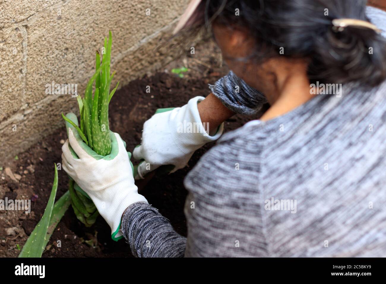 woman planting aloe vera in a garden Stock Photo