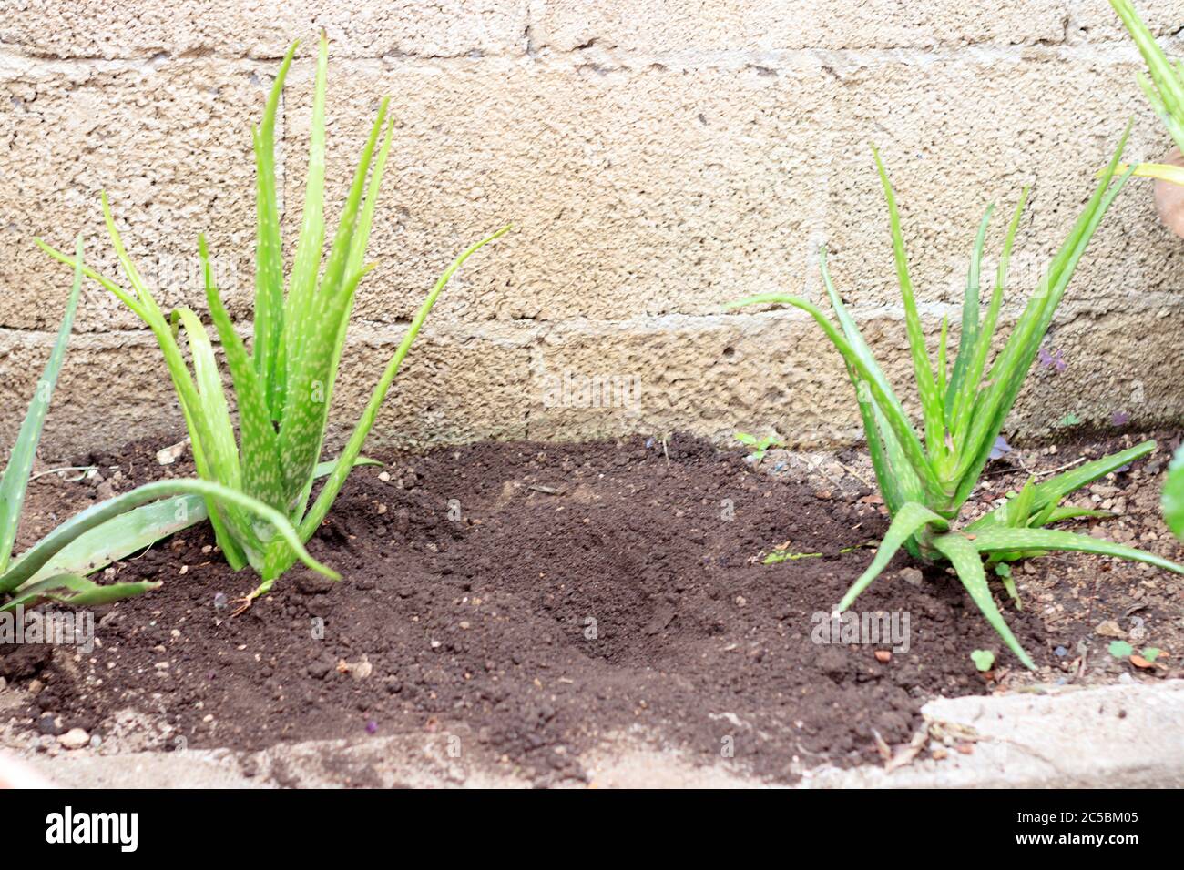 aloe vera plants in a garden Stock Photo