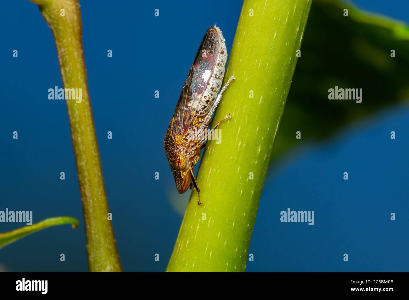 glassy-winged sharpshooter - Homalodisca vitripennis – (formerly H. coagulata) on trumpet vine Stock Photo