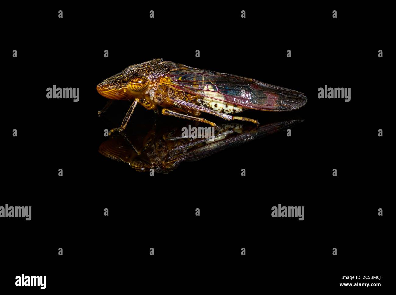 Glassy-winged sharpshooter - Homalodisca vitripennis – (formerly H. coagulata) on black background with reflection Stock Photo