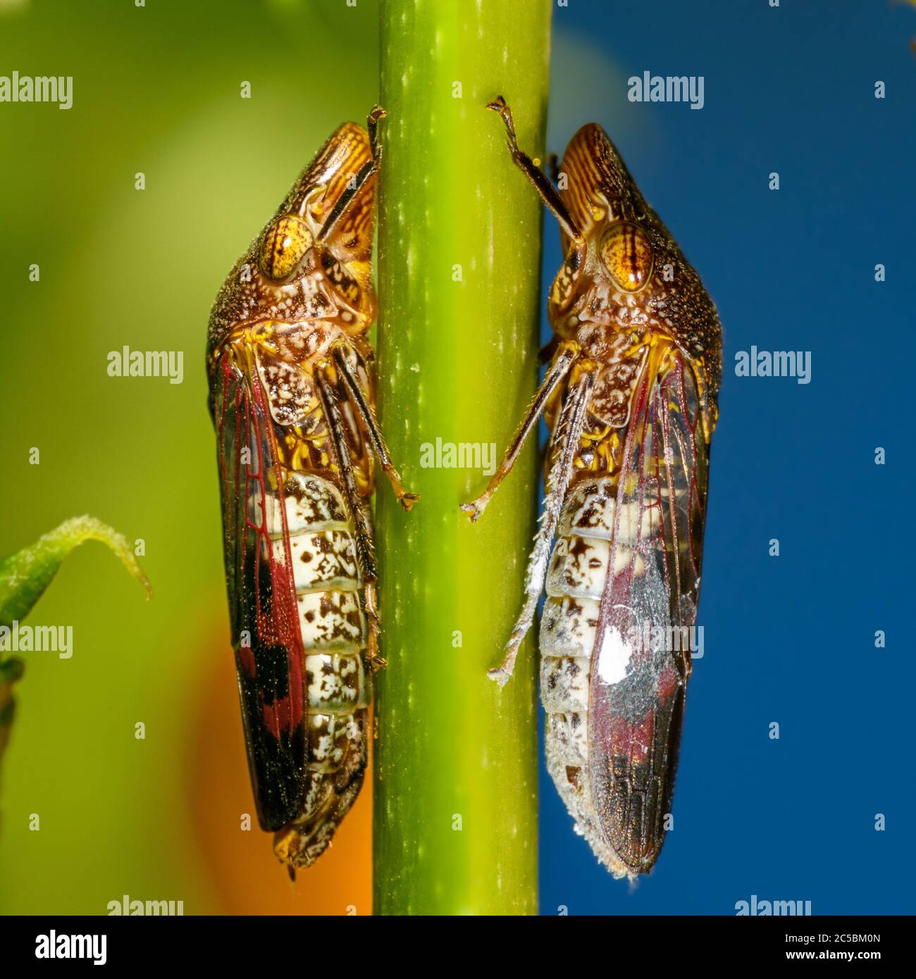Glassy-winged sharpshooter - Homalodisca vitripennis – (formerly H. coagulata) male and female photo composition Stock Photo
