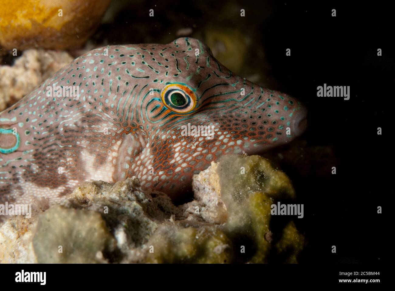 Black-saddled Toby, Canthigaster valentini, with night colours, night dive, Paradise II dive site, Sipadan Water Village House Reef, Mabul Island Stock Photo