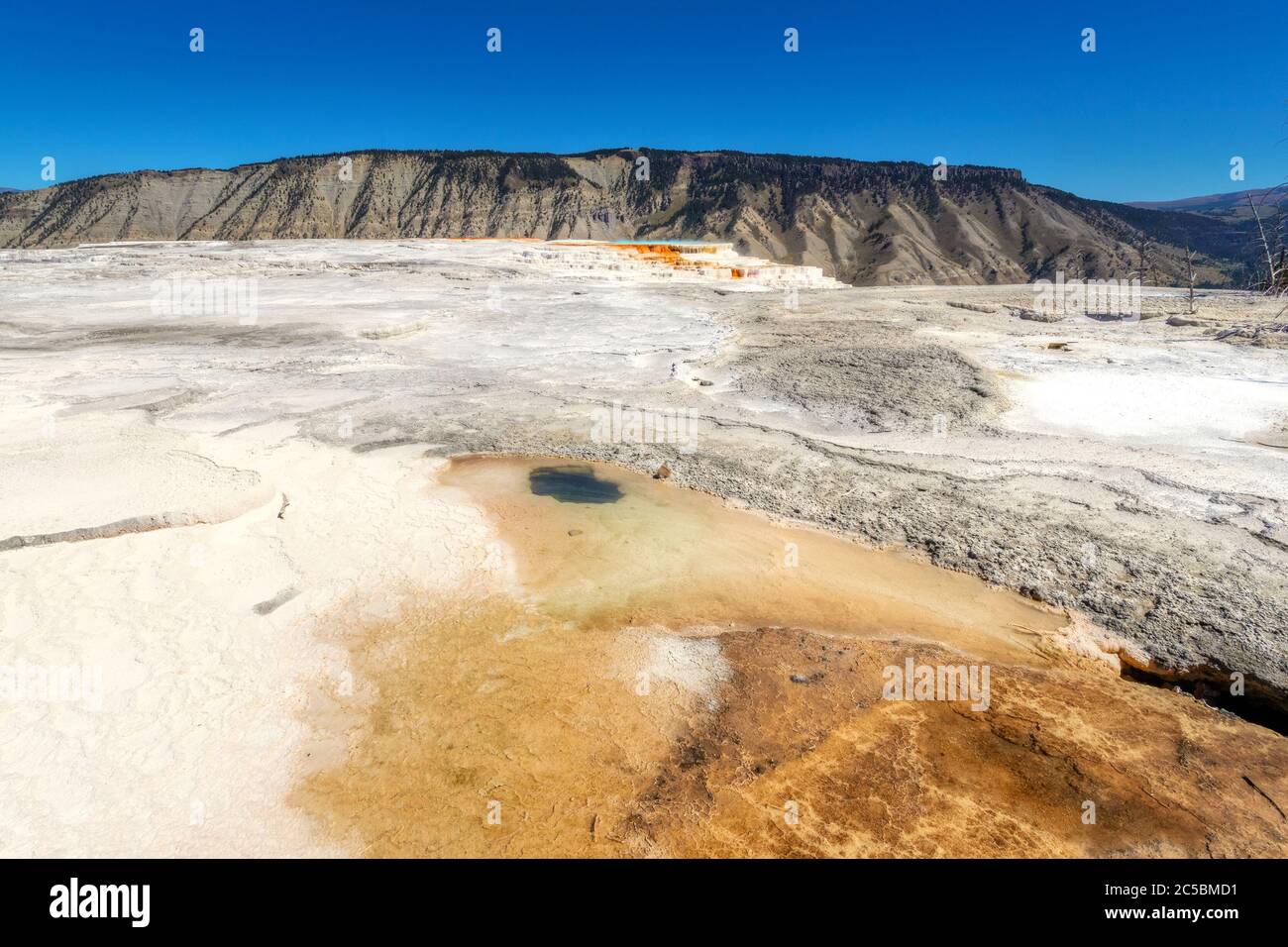 Close up of the volcanic Canary Spring thermal area of Main Terrace at Mammoth Hot Springs in Yellowstone National Park, USA. Stock Photo