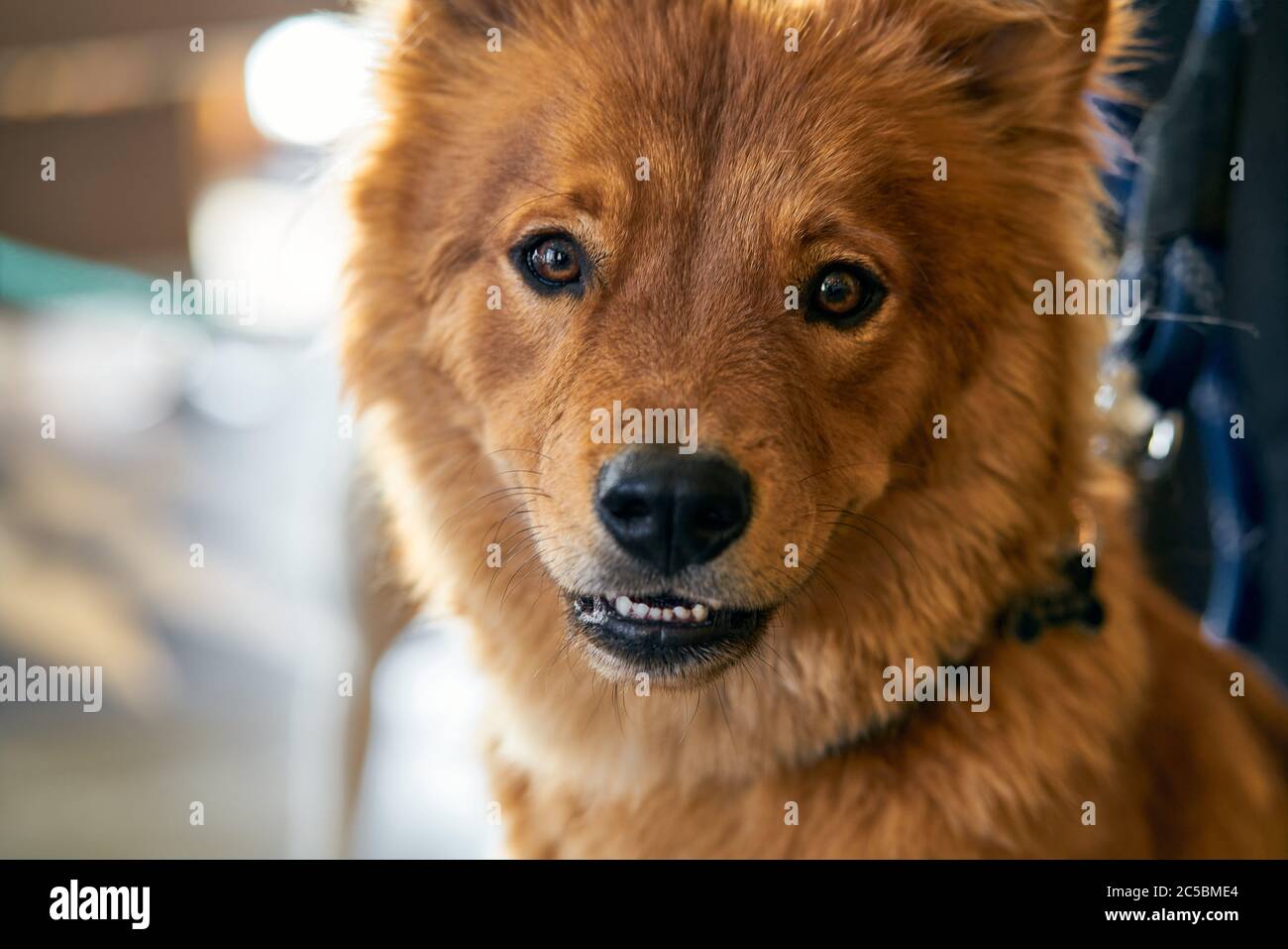 Golden-dog looking at camera Stock Photo