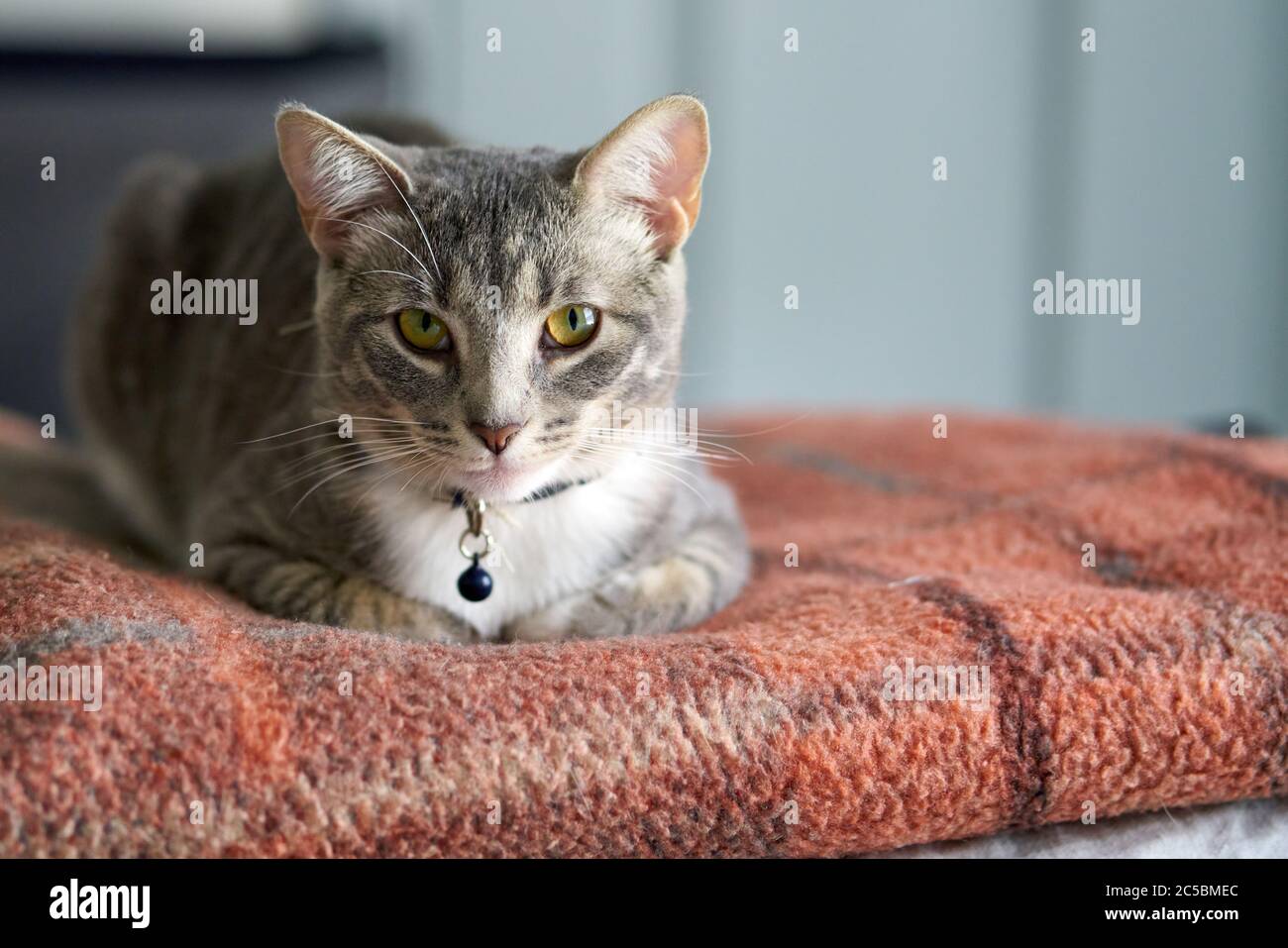 Young tabby cat laying on blanket Stock Photo