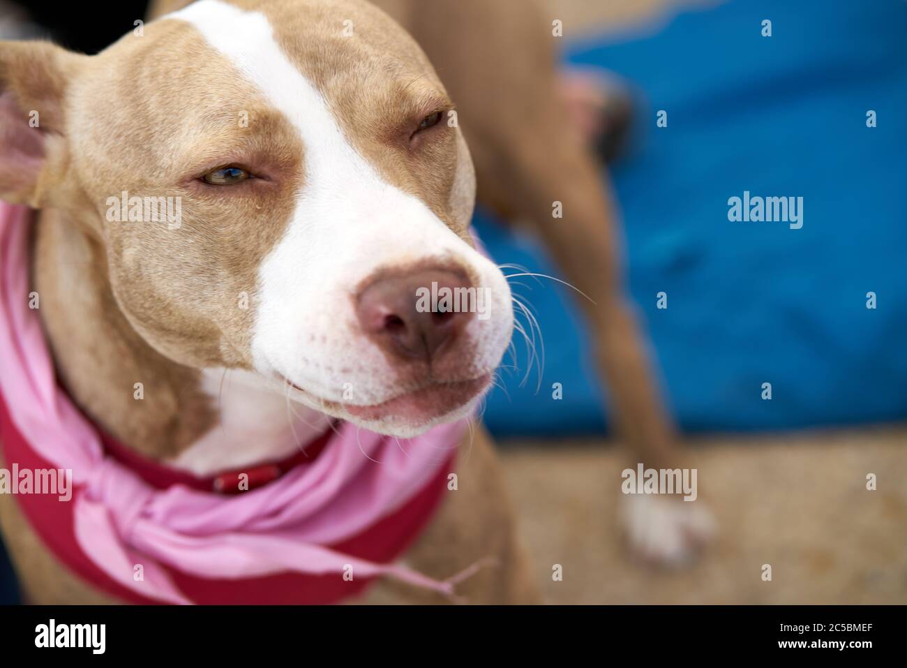 Dog looking at blank space Stock Photo