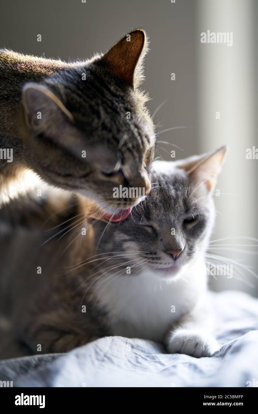 Tabby cat bathing another tabby cat inside home Stock Photo