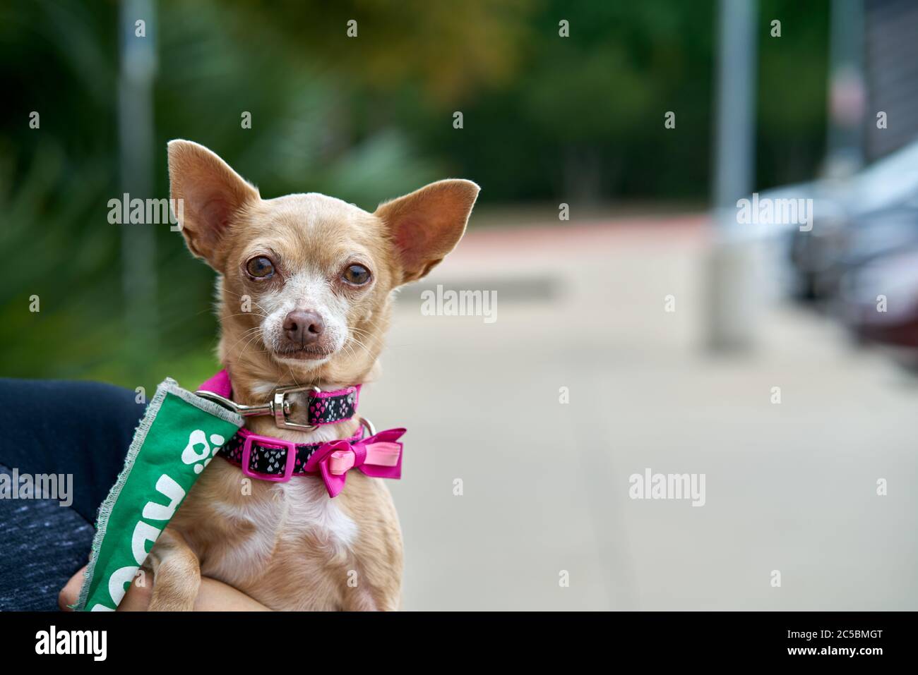 Dog held by owned with copy space Stock Photo