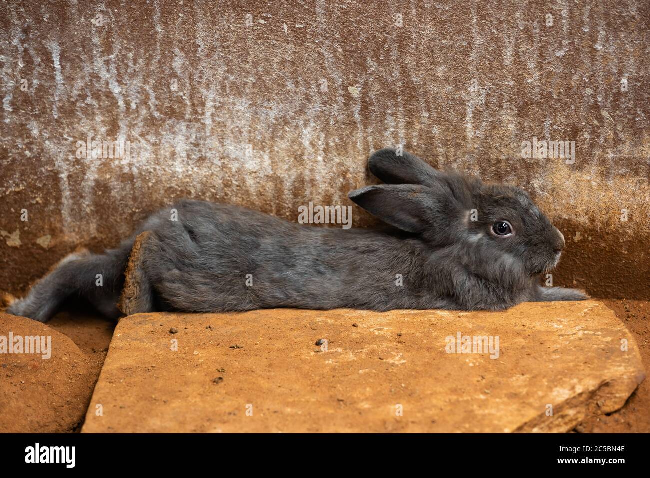 gray Rabbit or Bunny or Hare resting on the ground Stock Photo