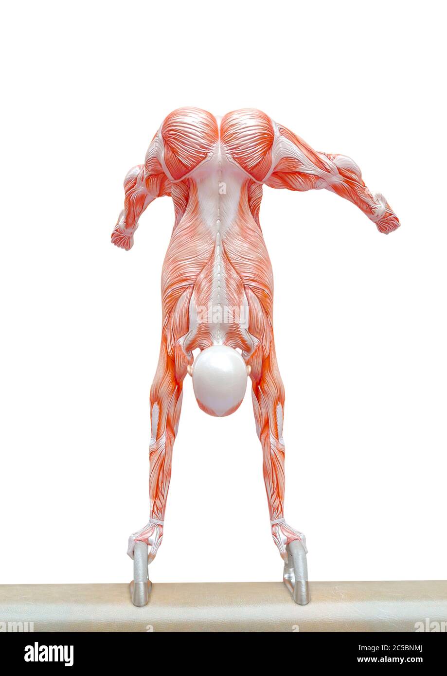 Muscle Woman Doing A Gymnastic On Pommel Horse Pose Three In White Background Rear View 3d Illustration Stock Photo Alamy