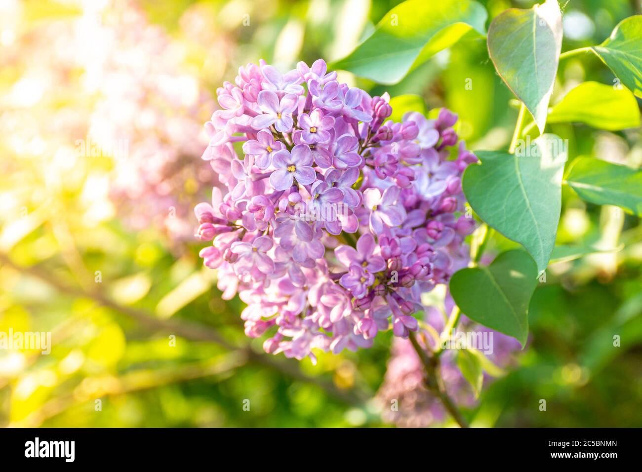 in spring, a lilac bush - syringa blooms, a symbol of love and sadness, bright backlight Stock Photo