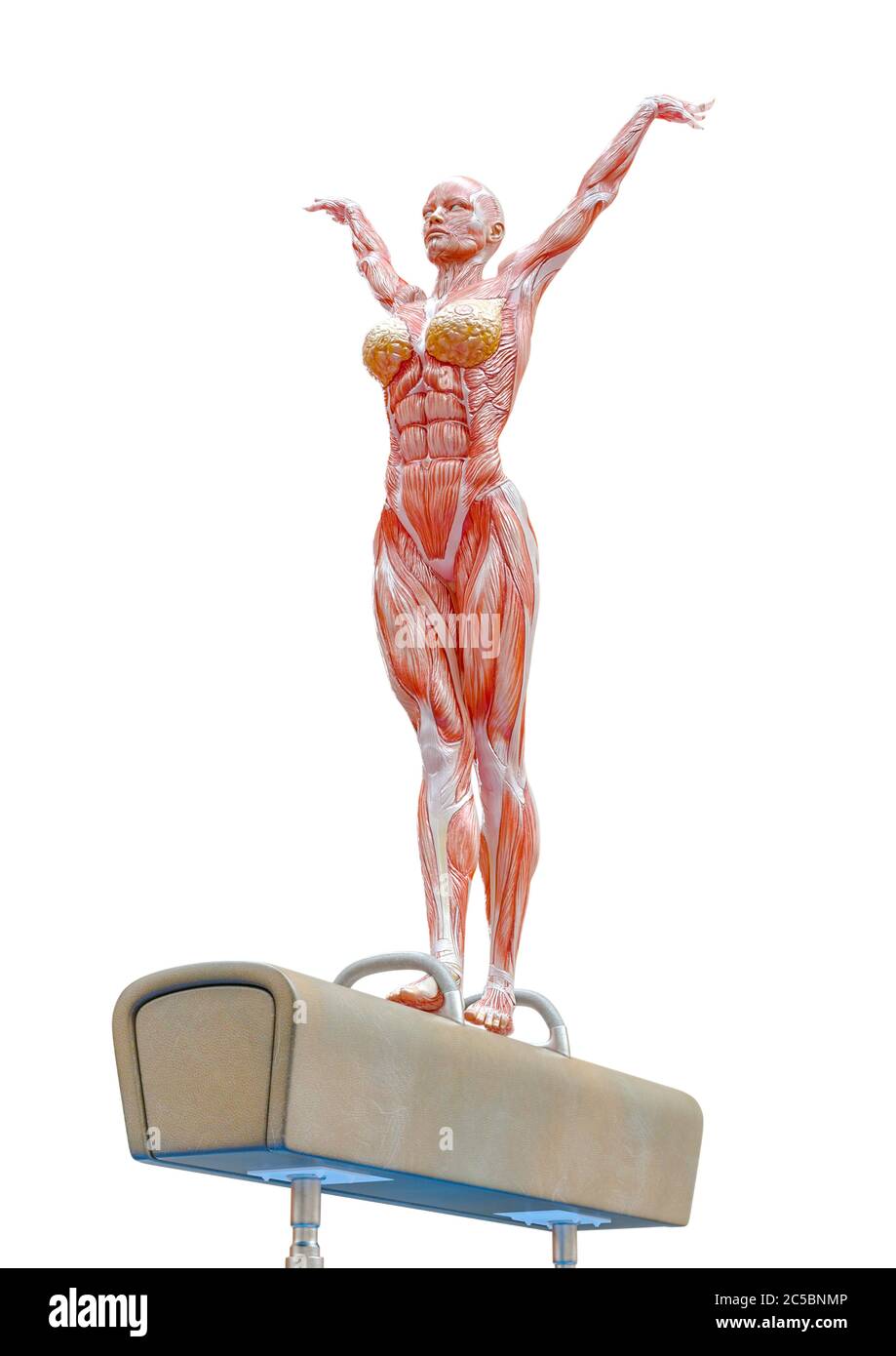 muscle woman doing a gymnastic on pommel horse in white background close up, 3d illustration Stock Photo