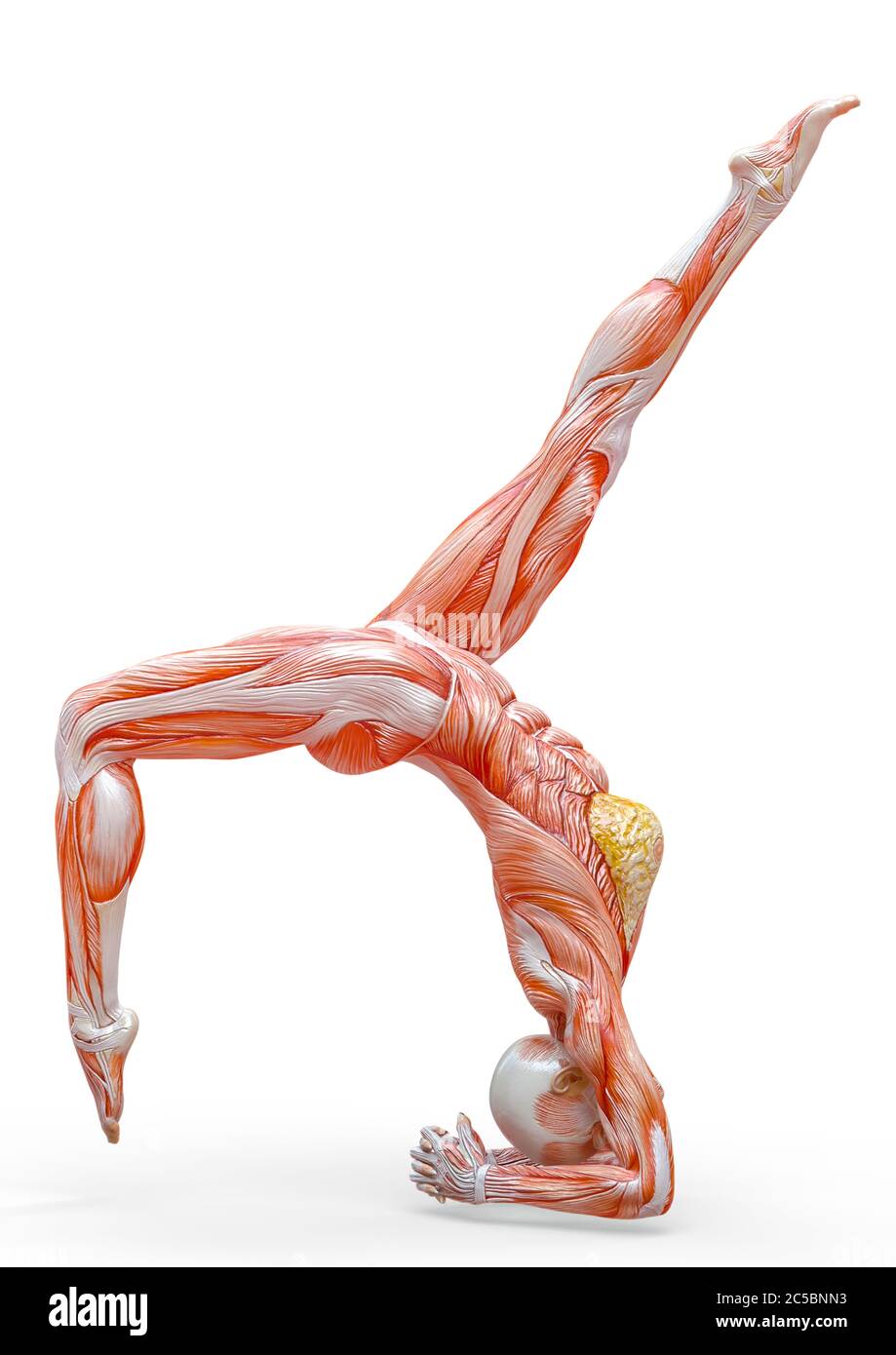 muscle woman doing a scorpion with crow variation pose in white background, 3d illustration Stock Photo