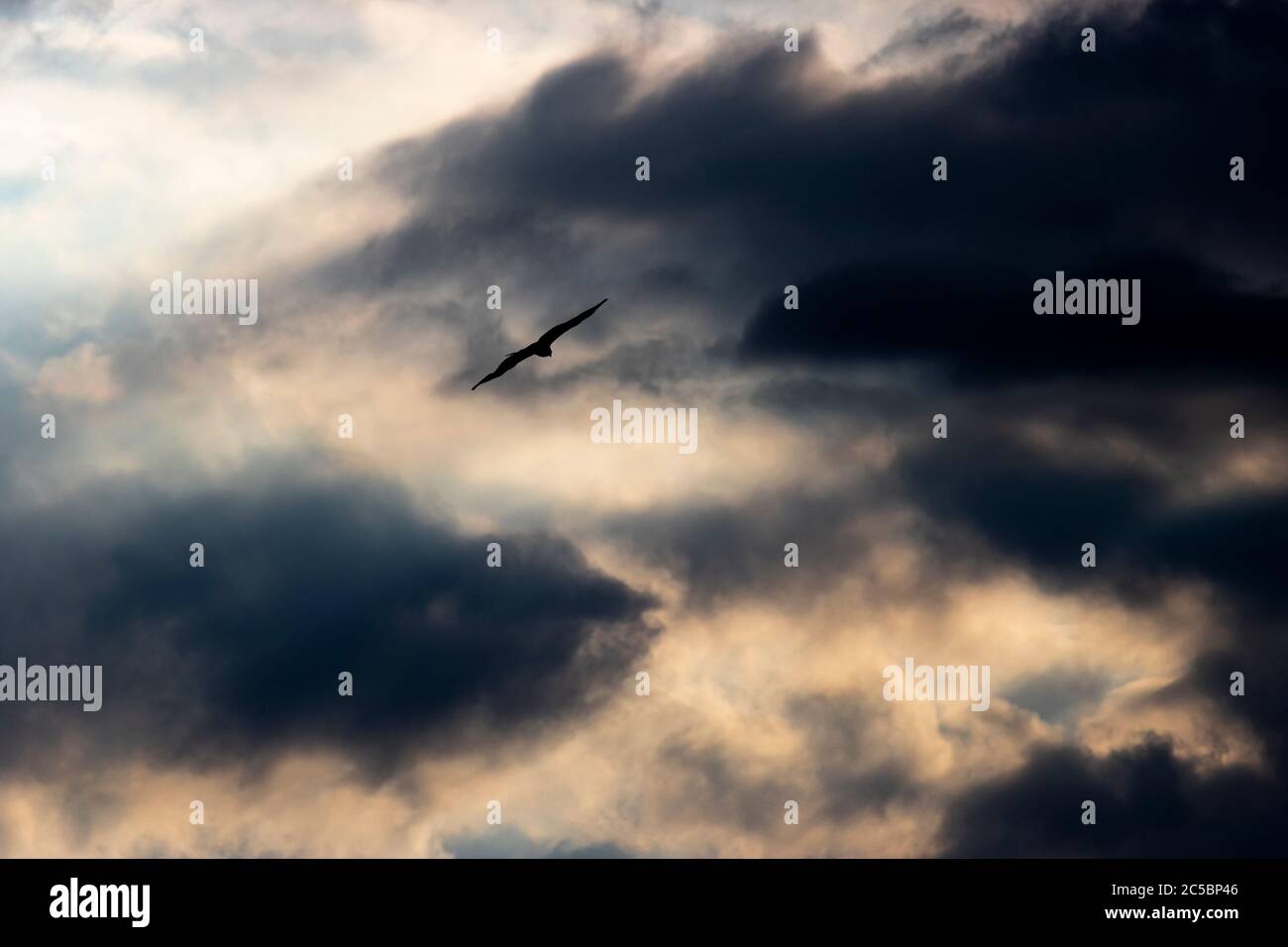 Osprey Flying over the Iwakuni below stormy skies. Stock Photo