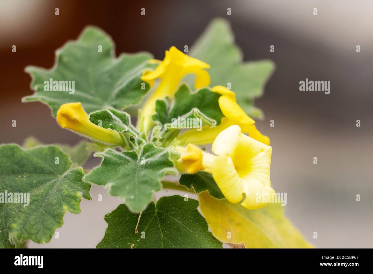Yellow flowers blooming on Uncarina roeoesliana, a tropical succulent shrub in the Pedaliaceae family native to Madagascar. Stock Photo