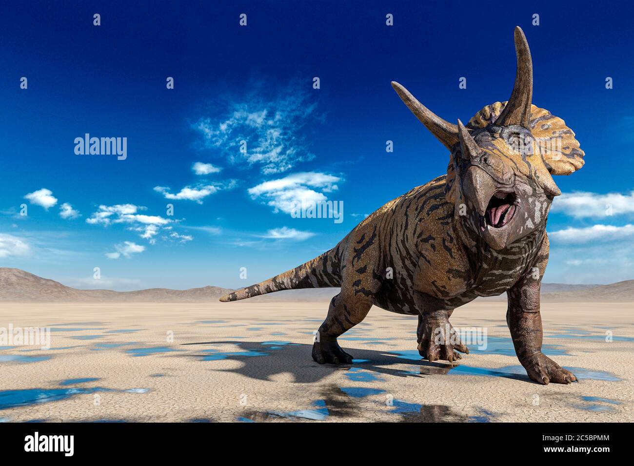 triceratops doing a cool pose on the desert walking after rain, 3d illustration Stock Photo