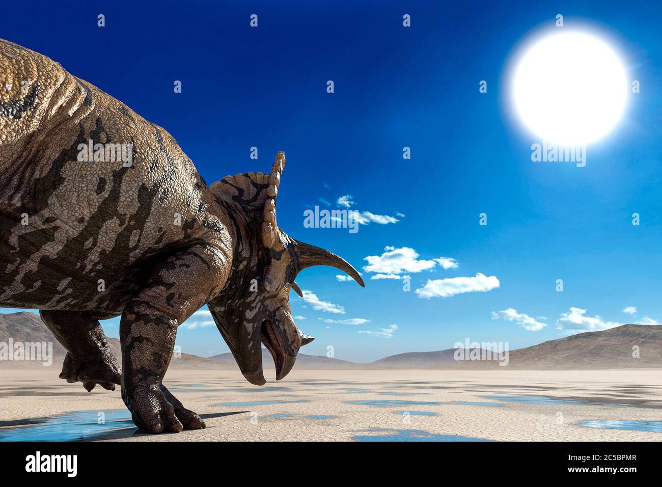 triceratops on the desert walking after rain rear view close up, 3d illustration Stock Photo