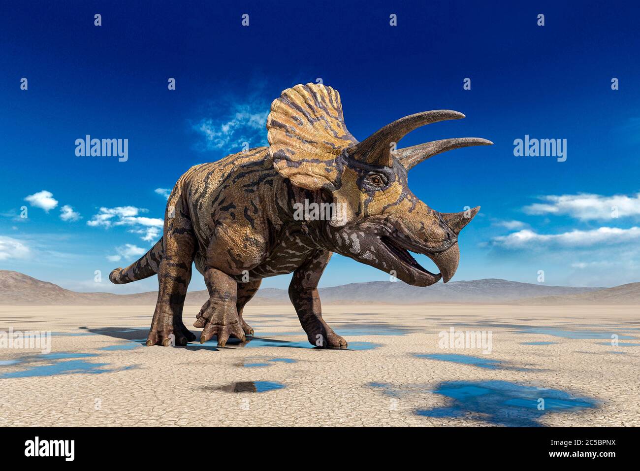 triceratops on the desert walking after rain side view, 3d illustration Stock Photo