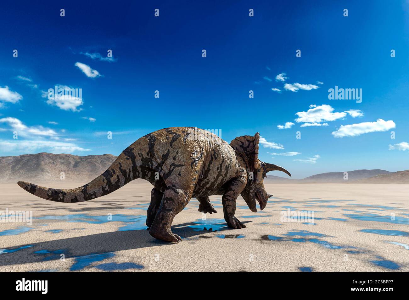 triceratops on the desert walking after rain rear view, 3d illustration Stock Photo