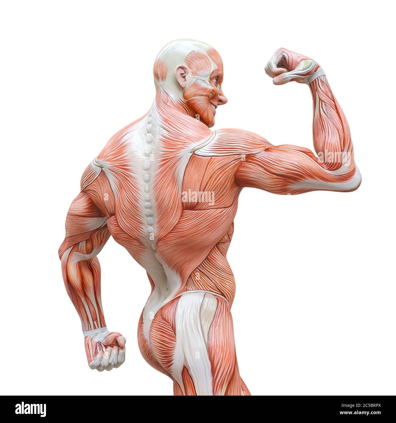 muscleman anatomy heroic body doing a bodybuilder pose twelve in white background, 3d